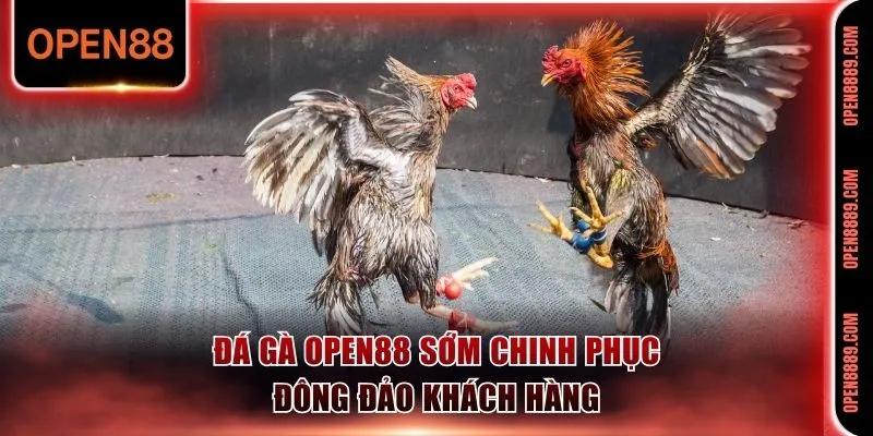 Đá gà Open88 sớm chinh phục đông đảo khách hàng